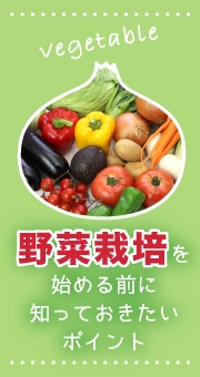野菜栽培の仕事ってラク？始める前に知っておきたいポイント