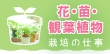 結果がすぐ見える！やりがい満点の花・苗・観葉植物栽培の仕事