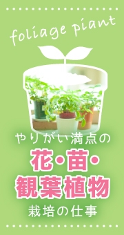結果がすぐ見える！やりがい満点の花・苗・観葉植物栽培の仕事