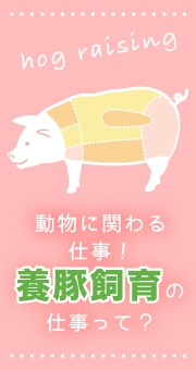 動物に関わる仕事がしたい！生命を感じる仕事、養豚飼育の仕事って？
