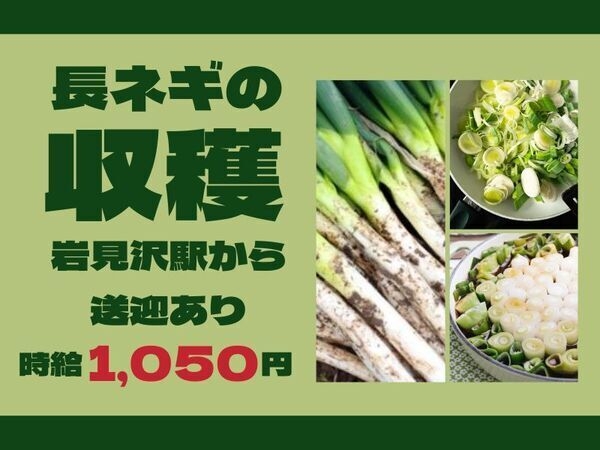長ネギの仕分けスタッフ