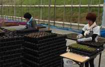 お花の栽培・出荷