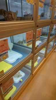 ペットショップCoo&RIKU　新宿三丁目店(東京都新宿区/新宿駅/その他(販売・サービス・アパレル系))_1