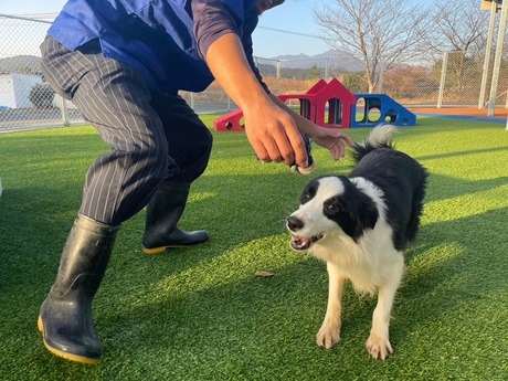 Dog Palace　鹿児島ブリーディング(鹿児島県鹿屋市/その他(販売・サービス・アパレル系))_1