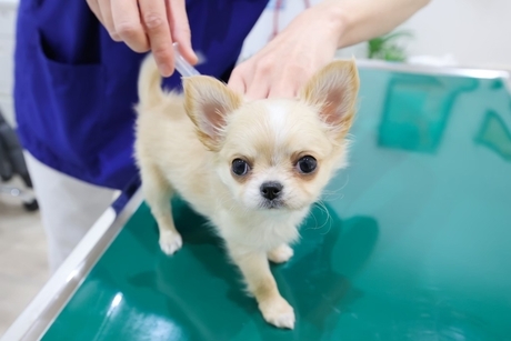 Pets Life Partners　群馬ブリーディング(群馬県渋川市/敷島駅/その他(販売・サービス・アパレル系))_1