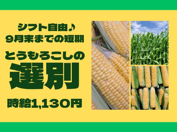 とうもろこしの選別スタッフ