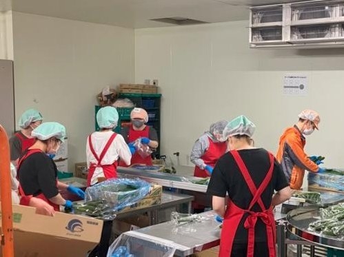 野菜の加工/出荷作業