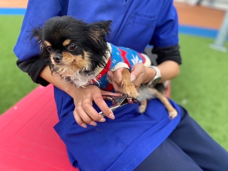 Pets Life Partners　群馬ブリーディングのアルバイト情報