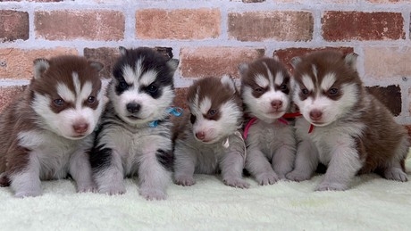 ACC福島　アニマルケアセンター福島のアルバイト情報