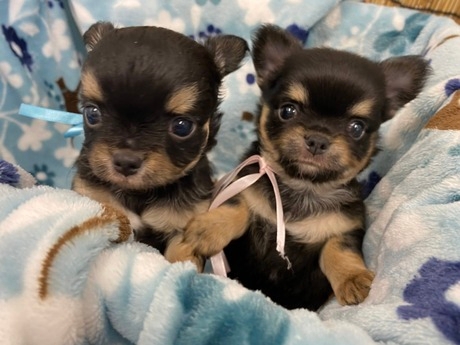 Bs job img 3 20260331124935760