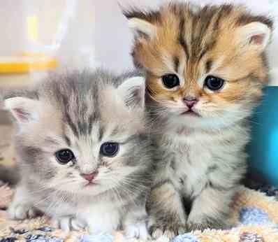 Bs job img 2 20260331124936518