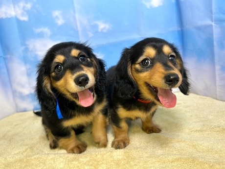 Bs job img 3 20260331124936529