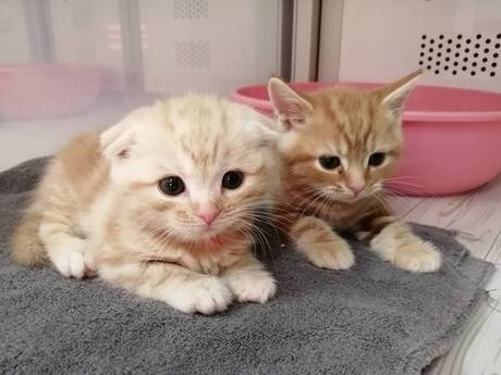 Bs job img 3 20260331124936786