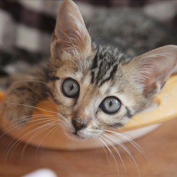 Bs job img 1 20260414141552106