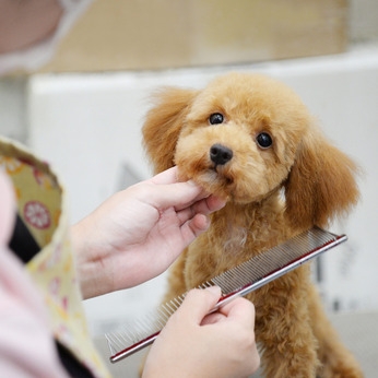 ペットショップCoo&RIKU　綿半権堂店(長野県長野市/長野駅/その他(販売・警備・サービス・アパレル系))_1